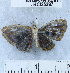  (Sarota myrtea - YB-BCI35397)  @14 [ ] No Rights Reserved (2011) Unspecified Unspecified