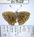  (Sarota sp. 1YB - YB-BCI123230)  @11 [ ] No Rights Reserved  Unspecified Unspecified