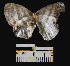  ( - YB-BCI19188)  @12 [ ] No Rights Reserved  Unspecified Unspecified