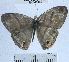  (Cissia pseudoconfusa - YB-BCI41402)  @13 [ ] No Rights Reserved (2011) Unspecified Unspecified