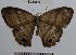  (Cissia sp. 2YB - YB-BCI50077)  @13 [ ] No Rights Reserved  Unspecified Unspecified
