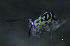  ( - JPV-101_Dec_BAL1_350_Spymin_1)  @11 [ ] No Rights Reserved  Unspecified Unspecified