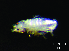 (Lepidocyrtus sp. 1JPV - JPV-112_MaR_WHE1_150_Lepsp1_4)  @11 [ ] No Rights Reserved  Unspecified Unspecified