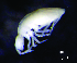 (Cyphoderus sp. 2JPV - JPV-11_Cyphsp2_Nrg_LESM_4)  @11 [ ] No Rights Reserved  Unspecified Unspecified