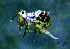  (Calvatomina - JPV-141_Dec_ZET2_250_Katsp1_2)  @11 [ ] No Rights Reserved  Unspecified Unspecified