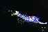  (Isotomurus retardatus - JPV-14_Dec_ZET1_150_Proisp1_1)  @11 [ ] No Rights Reserved  Unspecified Unspecified
