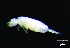  ( - JPV-158_Mar_ARM3_500_Psinesp4_3)  @11 [ ] No Rights Reserved  Unspecified Unspecified