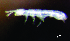  ( - JPV-19_Dec_ZET1_150_Folony_5)  @11 [ ] No Rights Reserved  Unspecified Unspecified
