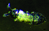  (Pseudachorutes parvulus - JPV-245_Mar_ARM4_400_Pseudpar_5)  @11 [ ] No Rights Reserved  Unspecified Unspecified