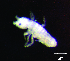  (Seira bipunctata - JPV-34_Mar_ZET2_250_Seibip_3)  @11 [ ] No Rights Reserved  Unspecified Unspecified