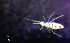  ( - JPV-35_Dec_ARM3_050_Parsp1_1)  @11 [ ] No Rights Reserved  Unspecified Unspecified
