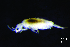  ( - JPV-36_Dec_ARM3_050_Hetsp1_5)  @11 [ ] No Rights Reserved  Unspecified Unspecified