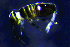  (Actaletidae - JPV-P6A_Actasp1_Ixt_LESM_1)  @11 [ ] No Rights Reserved  Unspecified Unspecified