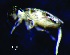  ( - JPV-P6A_Actasp1_Ixt_LESM_2)  @11 [ ] No Rights Reserved  Unspecified Unspecified