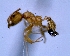  (Pheidole ACJ4584 - 012985_JBC)  @13 [ ] CreativeCommons - Attribution (2013) David A. Donoso UTPL