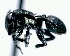  (Cephalotes basalis - 013025_JBC)  @14 [ ] CreativeCommons - Attribution (2013) David A. Donoso UTPL