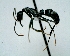  (Neoponera verenae - DAF0076)  @14 [ ] CreativeCommons - Attribution (2013) David A. Donoso UTPL