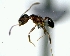  (Pheidole radoszkowskii - DAF0151)  @13 [ ] CreativeCommons - Attribution (2013) David A. Donoso UTPL