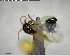  ( - YB-BCI141401)  @12 [ ] CreativeCommons - Attribution (2017) Yves Basset Smithsonian Tropical Research Institute