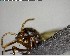  ( - YB-BCI141401)  @12 [ ] CreativeCommons - Attribution (2017) Yves Basset Smithsonian Tropical Research Institute