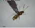  ( - YB-BCI140318)  @12 [ ] CreativeCommons - Attribution (2017) Yves Basset Smithsonian Tropical Research Institute