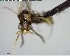  ( - YB-BCI140318)  @12 [ ] CreativeCommons - Attribution (2017) Yves Basset Smithsonian Tropical Research Institute