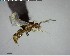  ( - YB-BCI140318)  @12 [ ] CreativeCommons - Attribution (2017) Yves Basset Smithsonian Tropical Research Institute