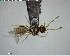  ( - YB-BCI140374)  @12 [ ] CreativeCommons - Attribution (2017) Yves Basset Smithsonian Tropical Research Institute