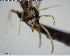  ( - YB-BCI140374)  @12 [ ] CreativeCommons - Attribution (2017) Yves Basset Smithsonian Tropical Research Institute