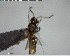  ( - YB-BCI143889)  @13 [ ] CreativeCommons - Attribution (2017) Yves Basset Smithsonian Tropical Research Institute