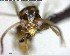 ( - YB-BCI143889)  @12 [ ] CreativeCommons - Attribution (2017) Yves Basset Smithsonian Tropical Research Institute