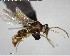  ( - YB-BCI143889)  @13 [ ] CreativeCommons - Attribution (2017) Yves Basset Smithsonian Tropical Research Institute