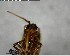  ( - YB-BCI126587)  @11 [ ] CreativeCommons - Attribution (2017) Yves Basset Smithsonian Tropical Research Institute
