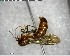  ( - YB-BCI126587)  @11 [ ] CreativeCommons - Attribution (2017) Yves Basset Smithsonian Tropical Research Institute
