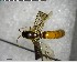  ( - YB-BCI145779)  @11 [ ] CreativeCommons - Attribution (2017) Yves Basset Smithsonian Tropical Research Institute
