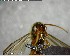 ( - YB-BCI145779)  @11 [ ] CreativeCommons - Attribution (2017) Yves Basset Smithsonian Tropical Research Institute