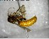  ( - YB-BCI145779)  @11 [ ] CreativeCommons - Attribution (2017) Yves Basset Smithsonian Tropical Research Institute