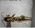  ( - YB-BCI147501)  @11 [ ] CreativeCommons - Attribution (2017) Yves Basset Smithsonian Tropical Research Institute