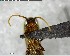  ( - YB-BCI147501)  @11 [ ] CreativeCommons - Attribution (2017) Yves Basset Smithsonian Tropical Research Institute