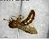  ( - YB-BCI147501)  @11 [ ] CreativeCommons - Attribution (2017) Yves Basset Smithsonian Tropical Research Institute