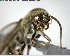  ( - YB-BCI153948)  @12 [ ] CreativeCommons - Attribution (2017) Yves Basset Smithsonian Tropical Research Institute