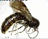  ( - YB-BCI153948)  @12 [ ] CreativeCommons - Attribution (2017) Yves Basset Smithsonian Tropical Research Institute