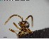  ( - YB-BCI148871)  @11 [ ] CreativeCommons - Attribution (2017) Yves Basset Smithsonian Tropical Research Institute