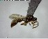  ( - YB-BCI148871)  @11 [ ] CreativeCommons - Attribution (2017) Yves Basset Smithsonian Tropical Research Institute