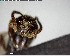  ( - YB-BCI144360)  @11 [ ] CreativeCommons - Attribution (2017) Yves Basset Smithsonian Tropical Research Institute