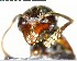  ( - YB-BCI146975)  @11 [ ] CreativeCommons - Attribution (2017) Yves Basset Smithsonian Tropical Research Institute