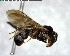  ( - YB-BCI146975)  @11 [ ] CreativeCommons - Attribution (2017) Yves Basset Smithsonian Tropical Research Institute