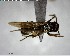  ( - YB-BCI150754)  @11 [ ] CreativeCommons - Attribution (2017) Yves Basset Smithsonian Tropical Research Institute