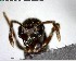  ( - YB-BCI150754)  @11 [ ] CreativeCommons - Attribution (2017) Yves Basset Smithsonian Tropical Research Institute