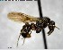  ( - YB-BCI150754)  @11 [ ] CreativeCommons - Attribution (2017) Yves Basset Smithsonian Tropical Research Institute